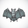 Hand Drawn Colorful Halloween Scary Vampire Vector Illustration. Abstract Bat with Wings Sketch. Engraving Style Drawing