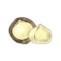 Hand drawn macadamia nuts.