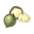 Hand drawn macadamia nuts.