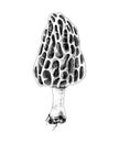 Hand drawn colorful morel mushroom