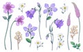 Hand Drawn Colorful Wild Flowers Set