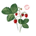 Hand drawn wild strawberry