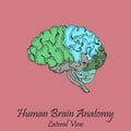 Hand Drawn Coloured Human Brain. Lateral View