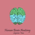 Hand Drawn Coloured Human Brain. Superior View