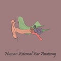 Hand Drawn Coloured Human External Ear