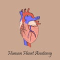 Hand Drawn Coloured Human Heart