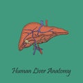 Hand Drawn Coloured Human Liver