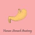 Hand Drawn Coloured Human Stomach