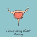 Hand Drawn Coloured Human Urinary Bladder