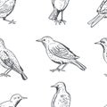 Common starling. Vector pattern