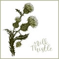 Hand drawn composition of a thistle flower. Milk Thistle isolated on white.