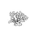 Hand drawn corals. Branching fire coral. Underwater reef element. Vector illustration Royalty Free Stock Photo