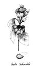 Hand Drawn of Cordia Caffra Fruits on Tree Bunch