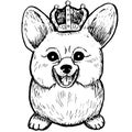 Hand drawn Corgi with crown on white background. Graphics ink illustration.