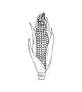 Hand-drawn Corn. Botanical drawing of field maize stalk with leaf. Corn cobs and grain. Botanical vector illustration isolated on