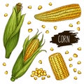 Hand drawn corn cobs and grain set