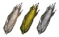 Hand drawn corn. Food sketch. Vector illustration