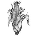 Hand-drawn illustration of corn.