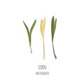 Hand drawn corn micro greens. Vector illustration in sketch style isolated on white background Royalty Free Stock Photo