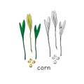 Hand drawn corn micro greens. Vector illustration in sketch style isolated on white background. Royalty Free Stock Photo