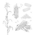 Hand drawn corn. Sweet maize cobs. Grains and leaves sketch for food package labels and restaurant menu. Agricultural Royalty Free Stock Photo