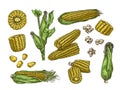 Hand drawn corn. Vintage ear of sweetcorn sketch, corn cobs, grains and popcorn vector illustration set