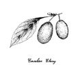 Hand Drawn of Cornelian Cherries on White Background