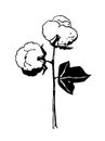 Hand drawn cotton branch in vintage style Royalty Free Stock Photo