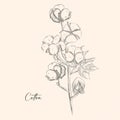 Hand drawn cotton brunch in vintage style Royalty Free Stock Photo