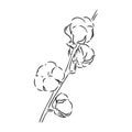 Hand drawn cotton brunch in vintage style Royalty Free Stock Photo