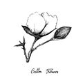 Hand Drawn of Cotton Flower with Bud on Branch