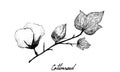 Hand Drawn of Cotton Flower with Bud and Seed Royalty Free Stock Photo