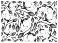 Hand Drawn of Cotton Flowers with Buds Background
