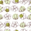 Cotton plant. Vector  seamless pattern Royalty Free Stock Photo