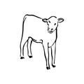 Hand drawn cow calf sketch illustration. Vector black ink drawing farm animal, outline silhouette isolated on white background Royalty Free Stock Photo