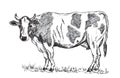 Hand drawn cow pencil illustration Royalty Free Stock Photo