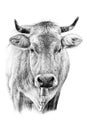 Hand drawn cow portrait, sketch graphics monochrome illustration on white background Royalty Free Stock Photo