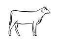 Hand drawn cow sketch illustration. Vector black ink drawing farm animal, outline bull silhouette isolated on white background Royalty Free Stock Photo