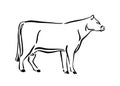 Hand drawn cow sketch illustration. Vector black ink drawing farm animal, outline silhouette isolated on white background Royalty Free Stock Photo