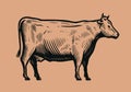 Hand drawn cow in vintage engraving style. Beef, dairy products concept