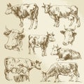 Hand drawn cows