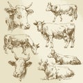 Hand drawn cows