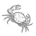 Crab Hand drawn