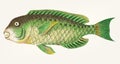 Hand drawn Cretan Scarus fish Royalty Free Stock Photo