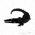 Hand drawn crocodile