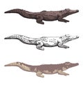 Hand-drawn crocodiles