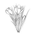 Hand drawn crocus flowers. Elegant vintage card. Three white crocus with black stroke. Vector illustration.