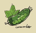 Hand drawn cucumber