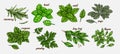 Hand drawn culinary herbs and spices. Vector illustration of rosemary, basil, mint, sage, parsley, bay leaf, oregano, thyme. Hand