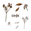 Hand drawn Cumin herb. Decorative element in sketch style. Vector illustration